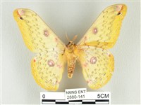 黃豹天蠶蛾藏品圖，第2張