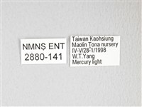 黃豹天蠶蛾藏品圖，第3張