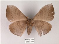 蓬萊灰紋帶蛾藏品圖，第2張