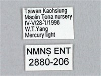 蓬萊灰紋帶蛾藏品圖，第3張