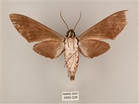 粗斜紋天蛾藏品圖，第2張