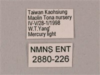 粗斜紋天蛾藏品圖，第3張