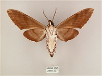 粗斜紋天蛾藏品圖，第2張