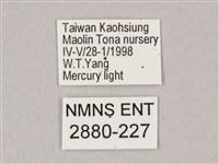 粗斜紋天蛾藏品圖，第3張