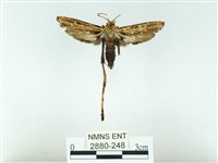 長腳大織蛾藏品圖，第1張