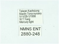 長腳大織蛾藏品圖，第3張