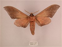 直翅六點天蛾藏品圖，第2張