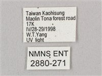 直翅六點天蛾藏品圖，第3張