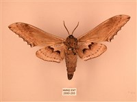 臺灣鋸翅天蛾藏品圖，第2張