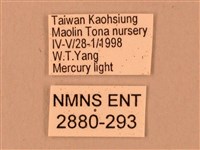 臺灣鋸翅天蛾藏品圖，第3張