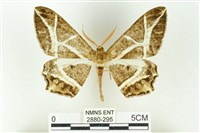 樹形尺蛾藏品圖，第1張