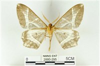 樹形尺蛾藏品圖，第2張