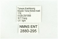 樹形尺蛾藏品圖，第3張