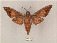 全緣缺角天蛾藏品圖，第2張