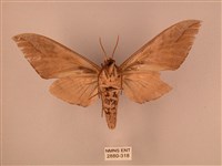 波紋豆天蛾藏品圖，第2張