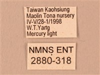 波紋豆天蛾藏品圖，第3張