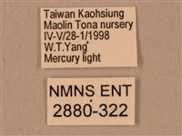 臺灣鷹翅天蛾藏品圖，第3張