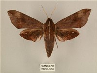 背中白天蛾藏品圖，第1張