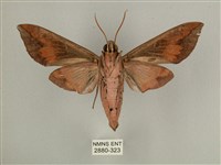 背中白天蛾藏品圖，第2張