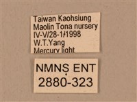 背中白天蛾藏品圖，第3張