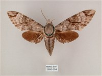 粗斜紋天蛾藏品圖，第1張