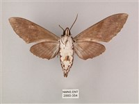 粗斜紋天蛾藏品圖，第2張