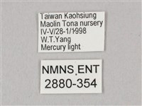 粗斜紋天蛾藏品圖，第3張