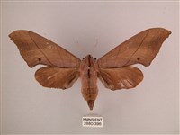 直翅六點天蛾藏品圖，第1張