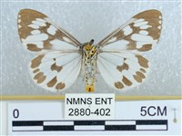 粉蝶燈蛾藏品圖，第2張