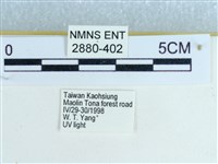 粉蝶燈蛾藏品圖，第3張