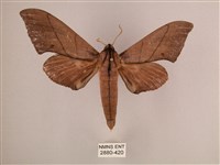 直翅六點天蛾藏品圖，第1張