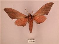 直翅六點天蛾藏品圖，第2張