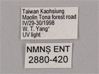 直翅六點天蛾藏品圖，第3張