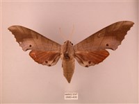 栗六點天蛾藏品圖，第1張