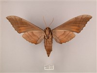 栗六點天蛾藏品圖，第2張