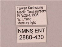 栗六點天蛾藏品圖，第3張