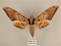 臺灣鷹翅天蛾藏品圖，第1張