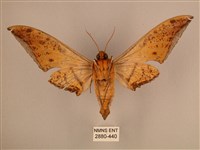 臺灣鷹翅天蛾藏品圖，第2張