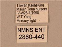 臺灣鷹翅天蛾藏品圖，第3張