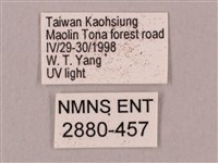 直翅六點天蛾藏品圖，第3張