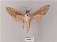 藏斜紋天蛾藏品圖，第2張