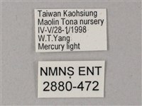 藏斜紋天蛾藏品圖，第3張