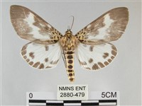 扭擬燈蛾藏品圖，第1張