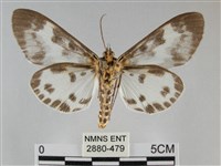 扭擬燈蛾藏品圖，第2張