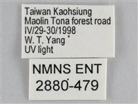 扭擬燈蛾藏品圖，第3張