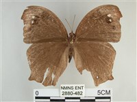 森林暮眼蝶、黑樹蔭蝶藏品圖，第1張