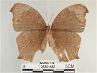 森林暮眼蝶、黑樹蔭蝶藏品圖，第2張