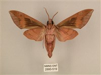 背中白天蛾藏品圖，第2張