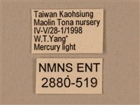 背中白天蛾藏品圖，第3張