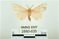 三條橙燈蛾藏品圖，第1張